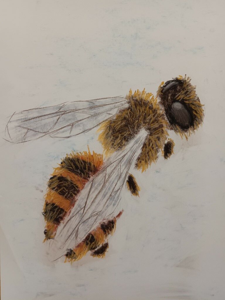 Honeybee, done in Conti crayon, by Dominic Holmberg