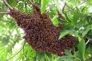Honey Bee Swarm in tree