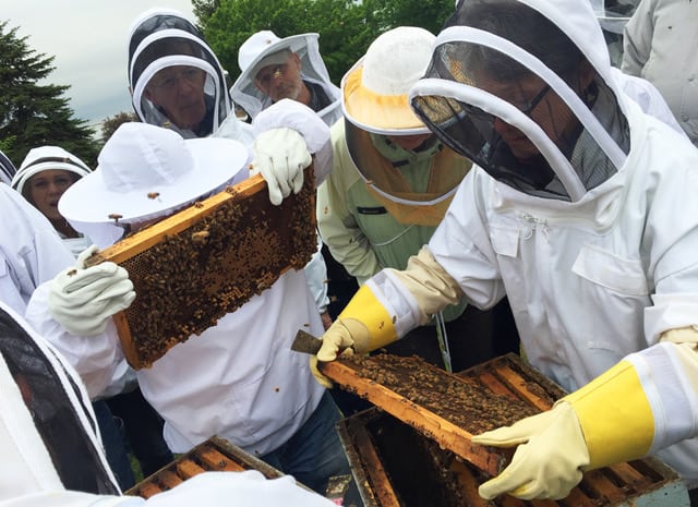 Beekeeping Groups