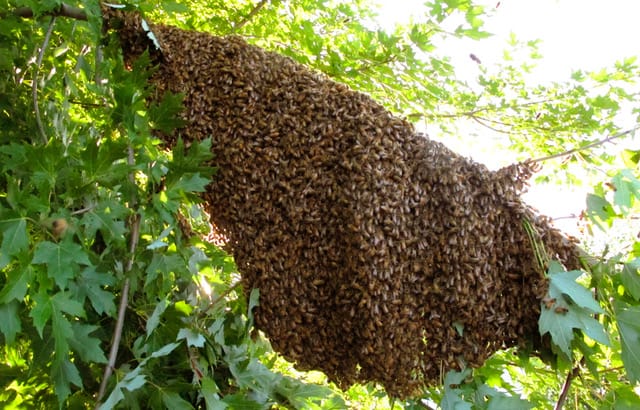 swarm of bees on tree