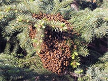 Bee Swarm in Tree